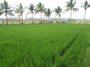 New rice paddy