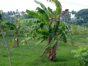 Banana trees